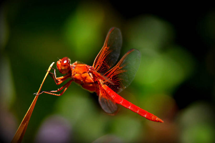 无人,横图,室外,特写,白天,芦苇,野生动物,美国,蜻蜓,昆虫,红色,动物,摄影,加利福尼亚,益虫,彩图