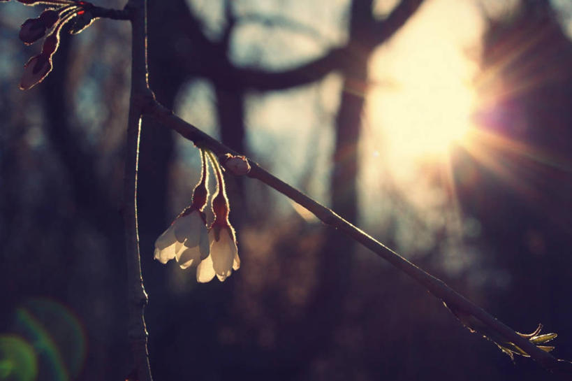 无人,横图,室外,特写,镜头眩光,太阳,美国,吊挂,悬挂,枝,挂,花,花朵,自然,黄昏,春天,摄影,脆弱,布卢明顿,彩图