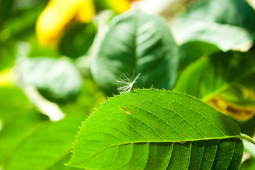 无人,横图,室外,特写,白天,叶子,印度,绿色,自然,摄影,生长,脆弱,清新,哈里亚纳邦,彩图