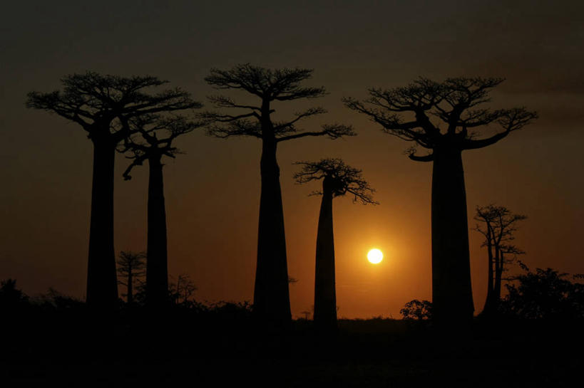 无人,横图,室外,美景,日落,太阳,日光,马达加斯加,景观,树,天空,自然,景色,摄影,宁静,自然风光,剪影,猴面包树,彩图