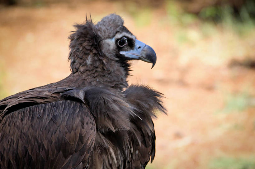 无人,横图,室外,特写,白天,鸟,野生动物,美国,鸟类,秃鹫,动物,摄影,凶猛,残暴,凶残,座山雕,秃鹰,狗头鹫,彩图