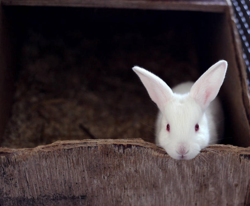 无人,横图,宠物,英国,木制,盒子,白色,动物,摄影,部分,肖像,家兔,彩图