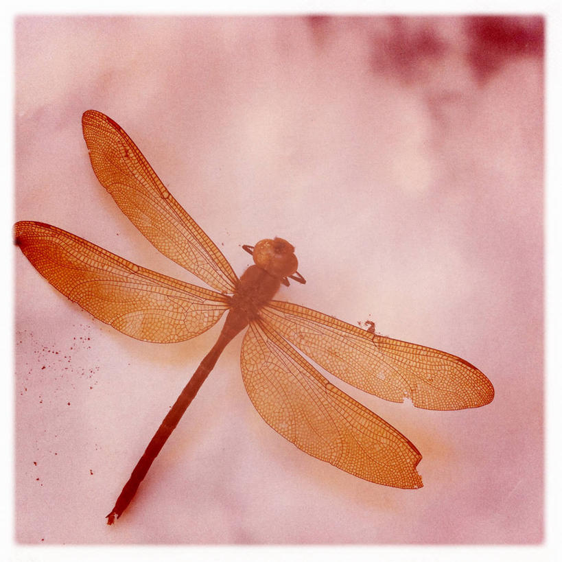 无人,方图,室外,特写,白天,德国,昆虫,动物,摄影,死亡,益虫,法兰克福,黑森州,彩图