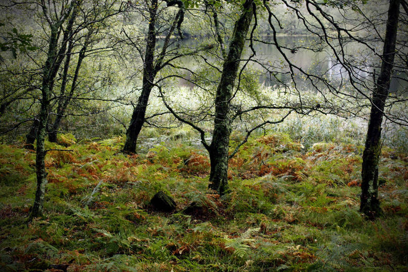 无人,横图,室外,白天,美景,爱尔兰,景观,草,树,自然,景色,摄影,白桦,生长,宁静,自然风光,格伦达洛谷,威克洛郡,岩石,彩图