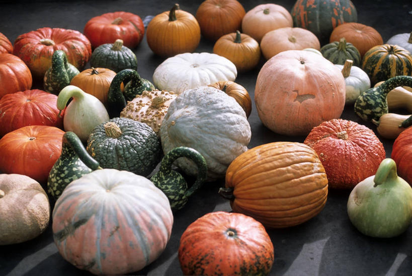 无人,横图,室内,白天,南瓜,蔬菜,荷兰,许多,很多,摄影,多样,清新,安特卫普,彩图