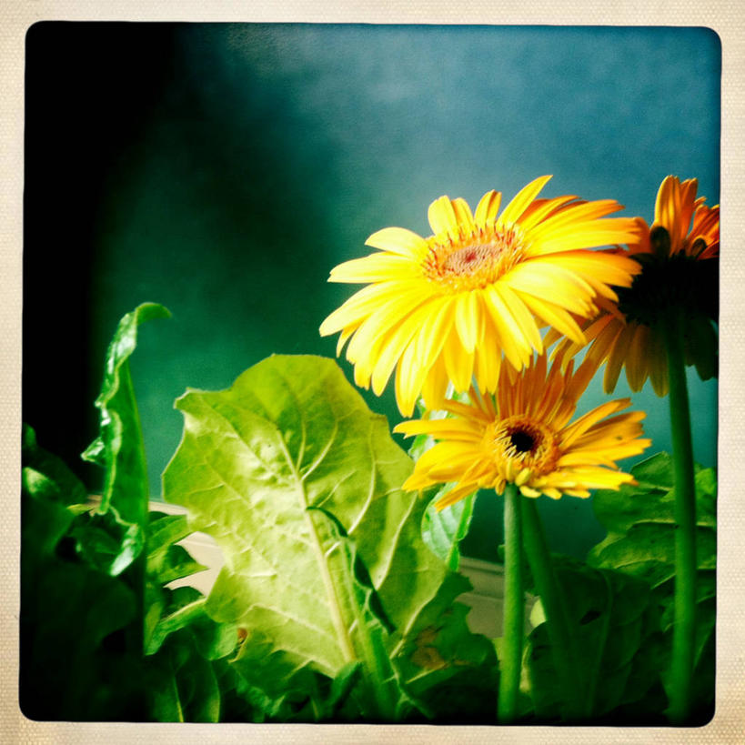 无人,方图,室内,特写,美国,非洲雏菊,花,花瓣,黄色,摄影,脆弱,雄蕊,清新,彩图