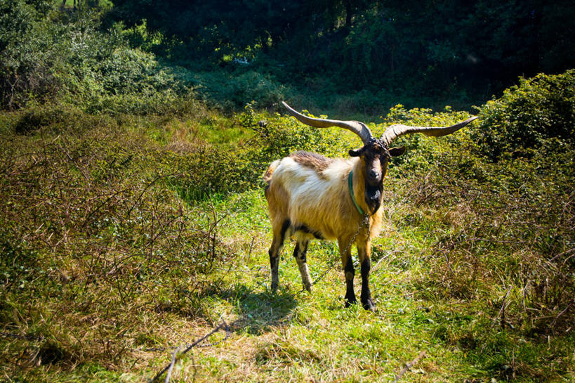 无人,横图,室外,白天,西班牙,草,家畜,摄影,牲畜,铁环,锁链,链条,束缚,限制,鹿角,约束,坎塔布利亚,山羊,彩图