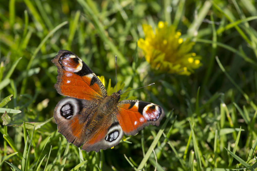 无人,横图,俯视,室外,特写,白天,野生动物,蝴蝶,荷兰,昆虫,草,自然,动物,摄影,蛱蝶,益虫,孔雀蛱蝶,四足蝶,残锷线蛱蝶,孔雀蝴蝶,彩图,高角度拍摄