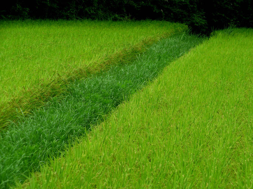 无人,横图,室外,白天,农业,美景,日本,稻田,景观,绿色,自然,景色,摄影,生长,脆弱,清新,自然风光,千叶,彩图,绿化隔离带