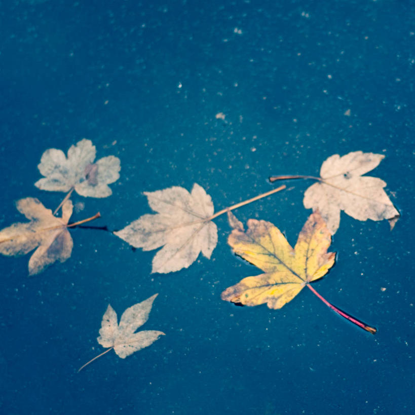 无人,方图,室外,白天,水,路,枫树,叶子,德国,欧洲,自然,摄影,多样,西欧,改变,德意志联邦共和国,萨克森州,萨克森自由州,莱比锡,秋天,彩图