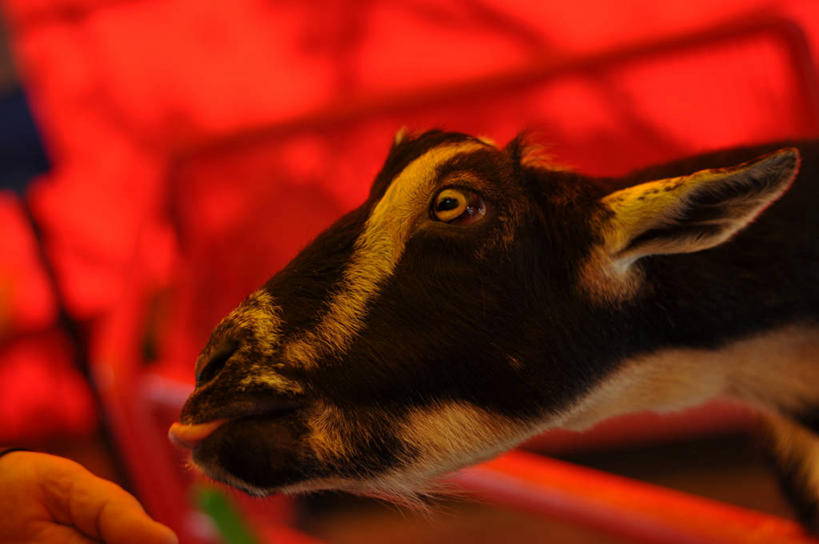 手,无人,横图,室内,美国,家畜,舔,摄影,部分,关爱,山羊,触摸,彩图