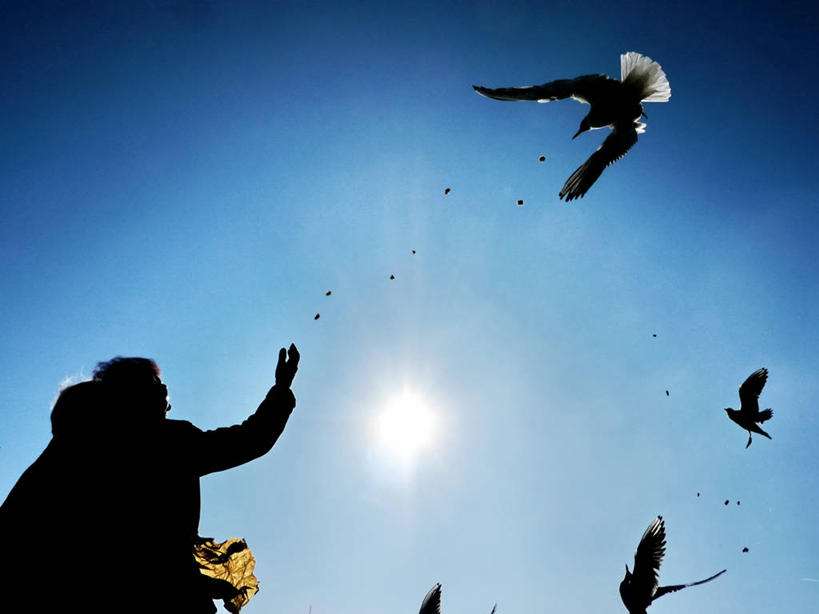 成年人,老年人,两个人,站,举,横图,室外,白天,侧面,仰视,太阳,海鸥,野生动物,日光,德国,四只,连接,鸟类,飞,天空,托,摄影,剪影,喂养,林道,老年男性,老年女性,男人,男性,女人,女性,举起,举手,举着,扔,向上举,向上伸,向上托,半身,彩图,低角度拍摄