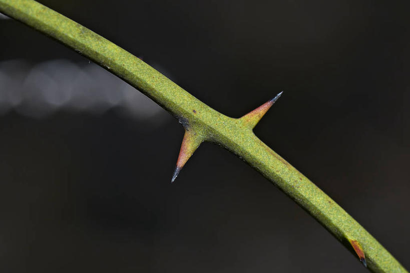 无人,横图,室外,特写,白天,美国,锐利,绿色,自然,摄影,锋利,尖锐,北美,北美洲,脆弱,荆棘,美洲,北亚美利加洲,亚美利加洲,俄克拉何马,俄克拉何马州,俄克拉荷马州,奥克拉荷马,抢先之州,彩图,美利坚合众国,多刺疏林