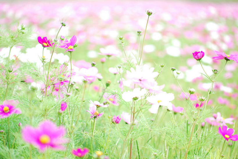 无人,横图,室外,白天,美景,日本,地形,景观,田地,茎,草,花,粉色,白色,自然,景色,摄影,大波斯菊,生长,冲绳县,脆弱,清新,自然风光,彩图