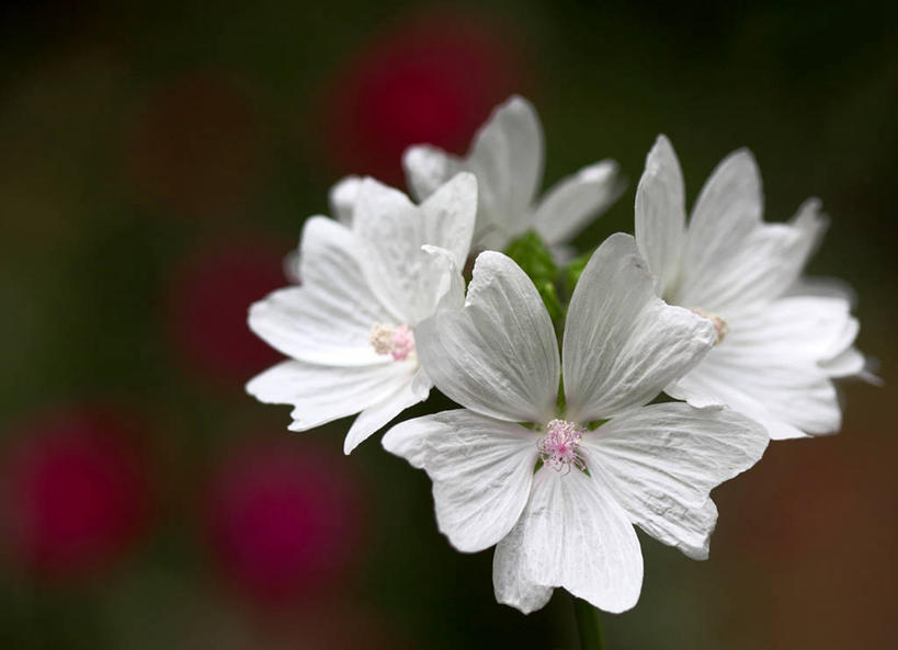 无人,横图,室外,特写,白天,德国,花,花瓣,摄影,脆弱,清新,黄葵,法兰克福,彩图