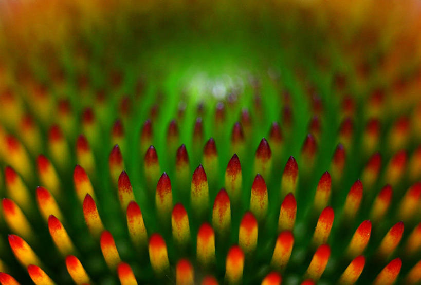 无人,横图,特写,德国,花,摄影,金花菊,脆弱,清新,法兰克福,彩图