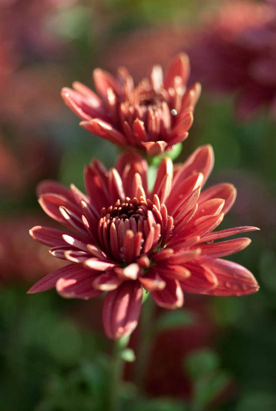 无人,竖图,室外,特写,白天,感激,巴基斯坦,新鲜,大丽花,花,花瓣,红色,菊花,摄影,大理花,脆弱,天竺牡丹,清新,大丽菊,吉利,新意,富丽,大方,新颖,彩图,背叛,地瓜花,东洋菊