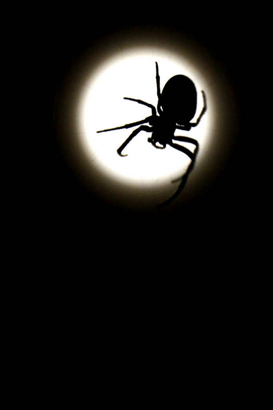 无人,竖图,室外,夜晚,奥地利,吊挂,悬挂,发光,蜘蛛,满月,挂,数码合成,摄影,剪影,想法,布尔根兰州,彩图