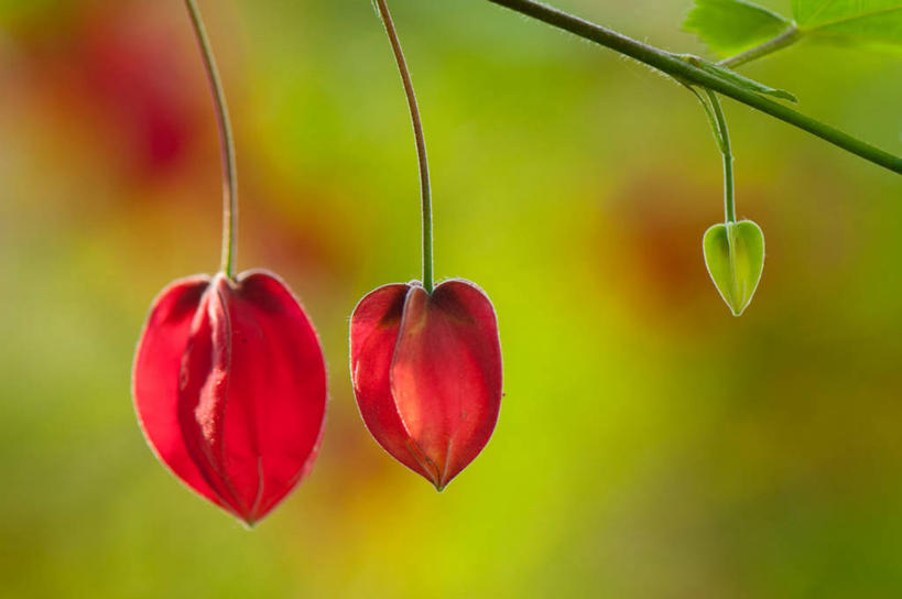 无人,横图,室外,特写,白天,日本,茎,枝,花蕾,花,红色,摄影,脆弱,清新,苘麻,彩图