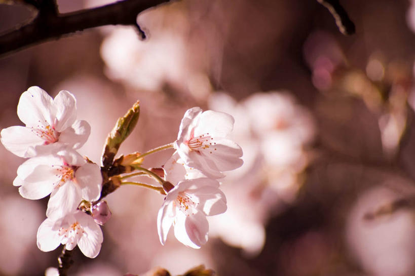 无人,横图,室外,特写,白天,樱花,日本,日本文化,樱桃树,花,花瓣,摄影,生长,脆弱,雄蕊,清新,彩图