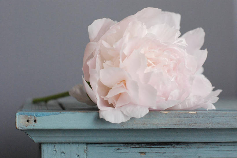 无人,横图,室内,白天,桌子,加拿大,花,粉色,摄影,脆弱,清新,亚伯达,牡丹,彩图