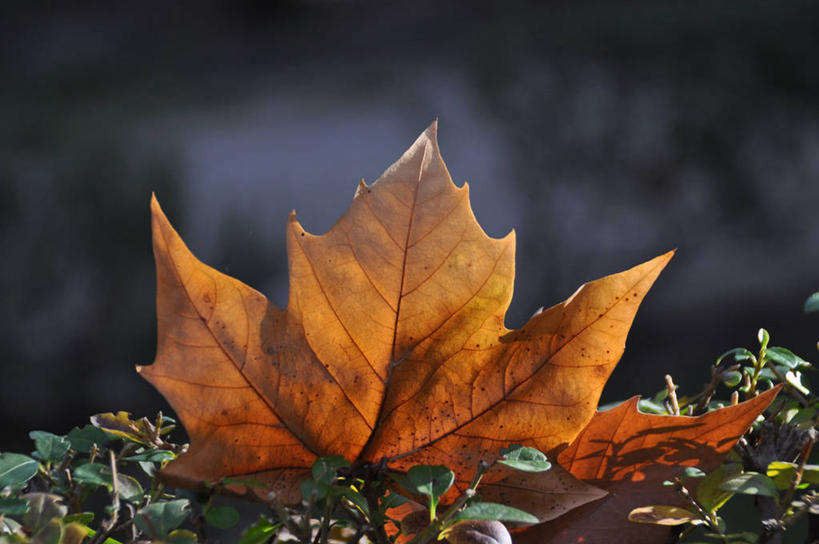 无人,横图,室外,特写,白天,叶子,西班牙,褐色,绿色,自然,摄影,脆弱,改变,干的,秋天,彩图
