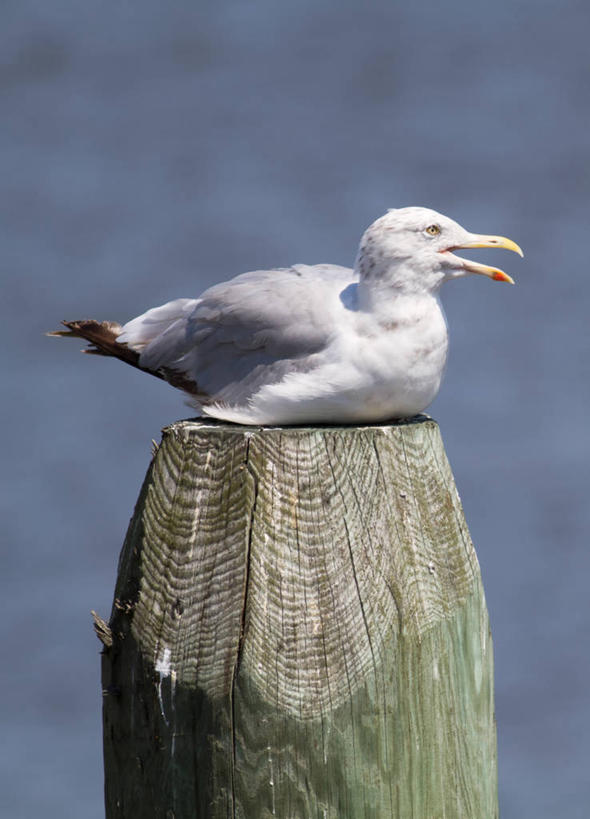 无人,坐,竖图,室外,特写,白天,海鸥,野生动物,美国,木制,摄影,圆木,黑脊鸥,特拉华,彩图