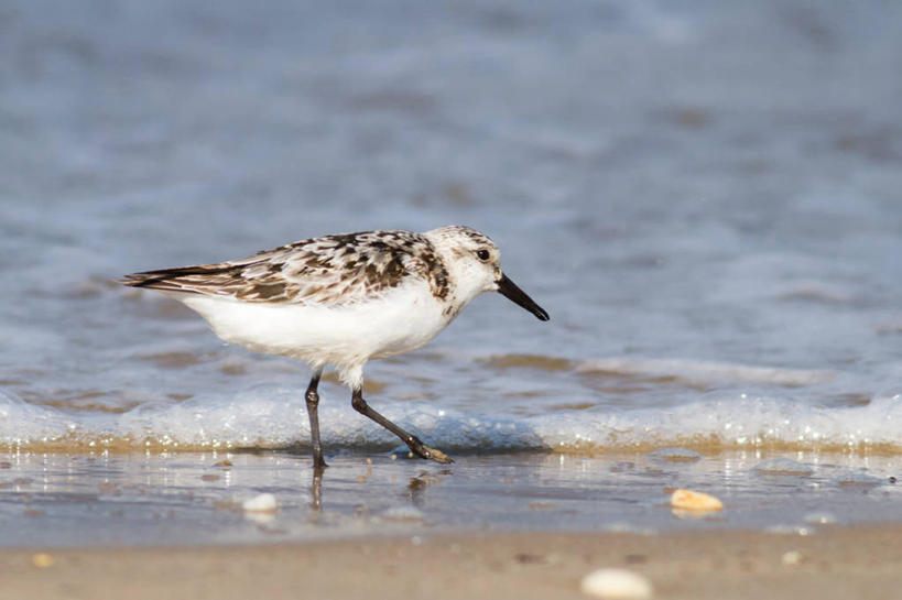 无人,横图,室外,特写,白天,海浪,海洋,野生动物,美国,鸟类,波浪,摄影,特拉华,三趾鹬,海滩,彩图