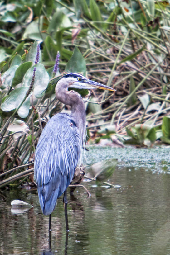 无人,站,竖图,室外,白天,野生动物,美国,鸟类,池塘,首都,摄影,沼泽,大蓝苍鹭,华盛顿特区,彩图