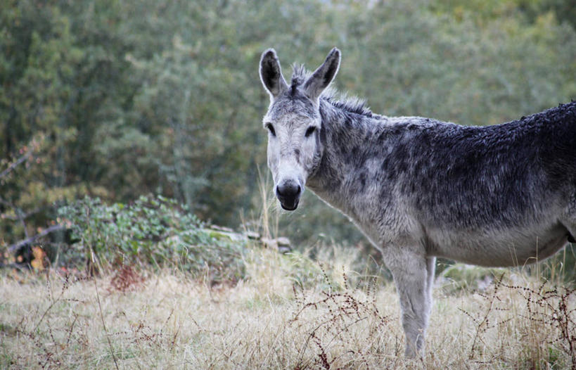 无人,站,横图,室外,白天,西班牙,萨拉曼卡,草,树,家畜,摄影,肖像,驴子,萨拉曼卡省,彩图
