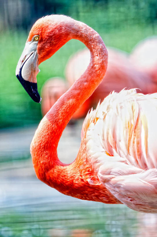 无人,竖图,室外,特写,白天,野生动物,美国,鸟类,池塘,首都,橙色,摄影,华盛顿特区,美洲火烈鸟,彩图
