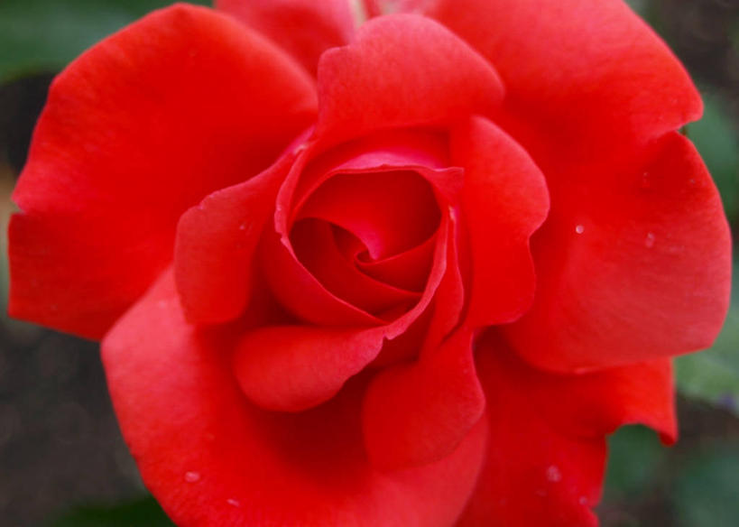 无人,横图,室外,特写,白天,英国,盛开,花蕾,花,花瓣,花朵,鲜花,一朵,红色,自然,夏天,花苞,花蕊,摄影,生长,徽章,脆弱,清新,约克郡,兰开夏,彩图