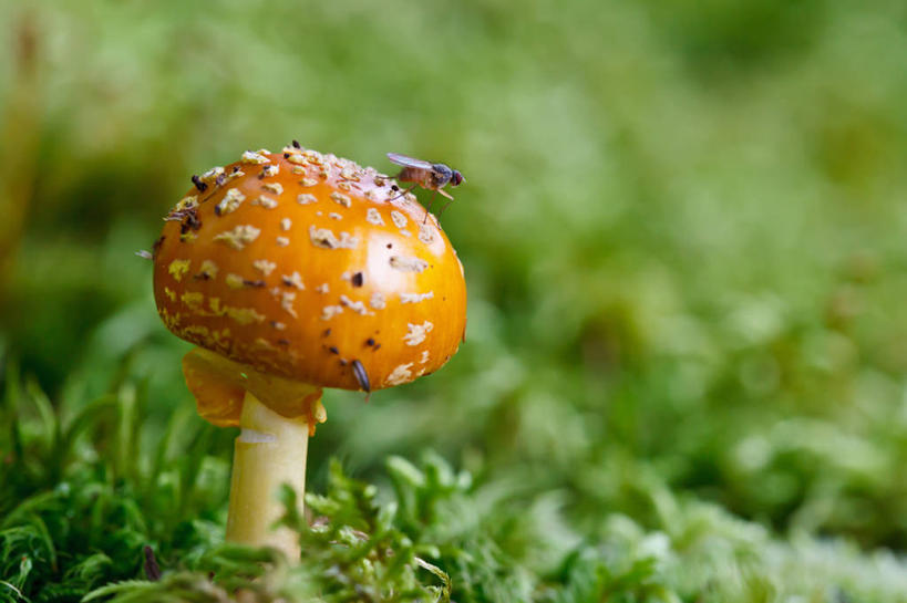 无人,横图,室外,特写,白天,野生动物,加拿大,昆虫,蘑菇,草,自然,动物,摄影,生长,益虫,哈利法克斯,彩图