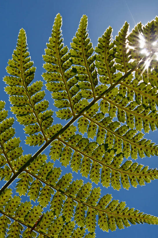 无人,竖图,室外,特写,白天,镜头眩光,美景,太阳,加拿大,景观,自然,景色,摄影,生长,蕨类,脆弱,自然风光,新斯科舍,哈利法克斯,复叶,彩图,孢子体