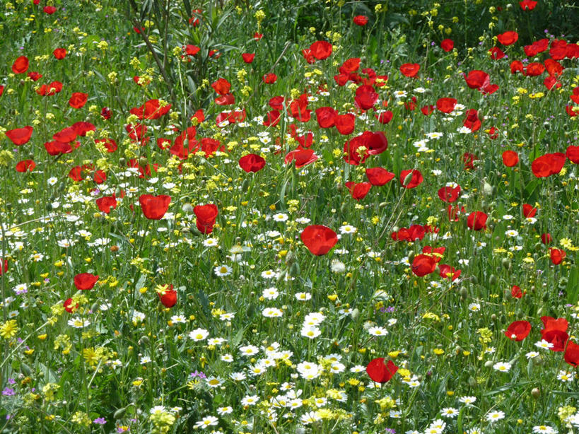 无人,横图,室外,白天,美景,约旦,景观,田地,野花,首都,花,红色,白色,自然,景色,摄影,生长,脆弱,清新,自然风光,安曼,彩图