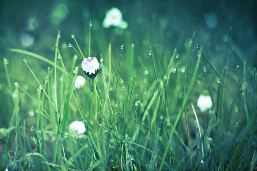 无人,横图,室外,白天,草地,水,雨,德国,湿,水滴,雏菊,花,自然,摄影,脆弱,早晨,清新,伍珀塔尔,彩图