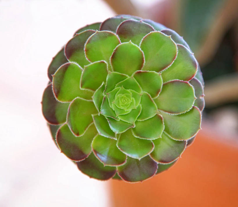 无人,横图,室外,特写,白天,美景,植物,葡萄牙,盛开,景观,草药,药草,花蕾,中药,花,花瓣,花朵,鲜花,一朵,绿色,自然,花苞,花蕊,景色,摄影,脆弱,清新,景天,自然风光,药材,中草药,中药材,本草,八宝,彩图,肉质植物,包菜还阳,活血三七