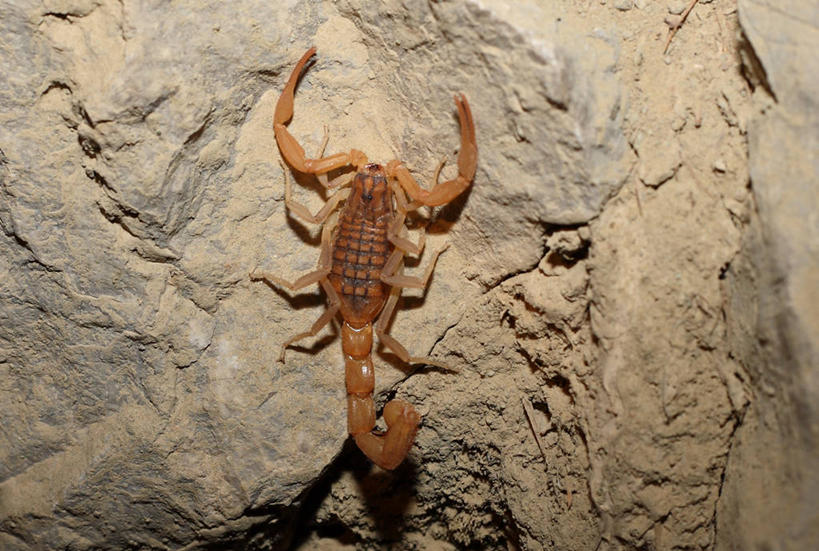 无人,横图,室外,白天,野生动物,摄影,蝎子,岩石,彩图