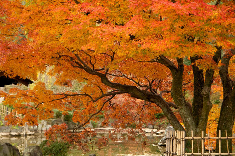 无人,横图,室外,水,日本,篱笆,树,自然,摄影,京都府,宁静,改变,岩石,秋天,彩图,数字录音带