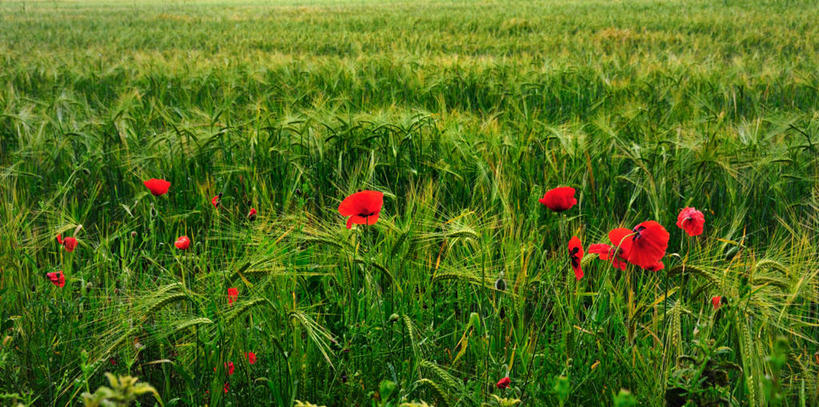 无人,横图,全景,室外,白天,小麦,美景,英国,景观,田地,谷类,红色,自然,景色,摄影,生长,脆弱,清新,自然风光,贝德福德郡,彩图