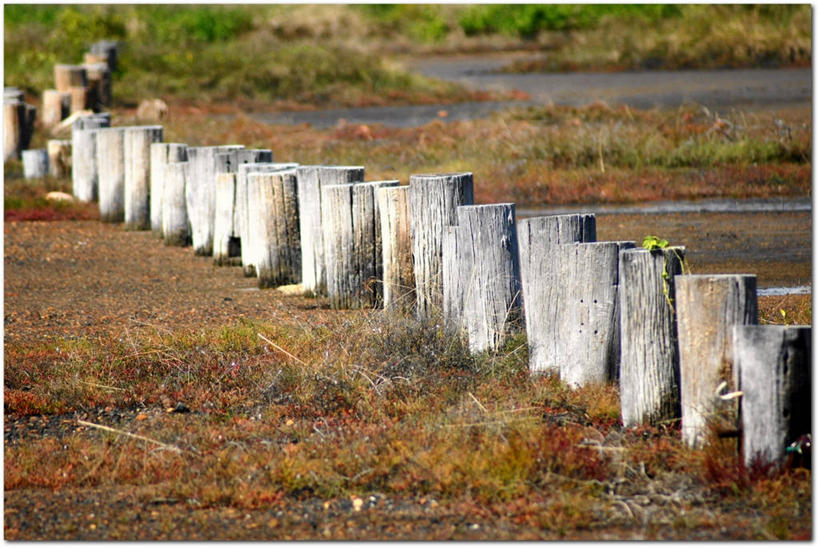 无人,横图,室外,白天,澳大利亚,一排,整齐,草,排列,自然,摄影,保护,宁静,队列,圆木,昆士兰州,国家野生动物保护区,汤斯维尔,彩图