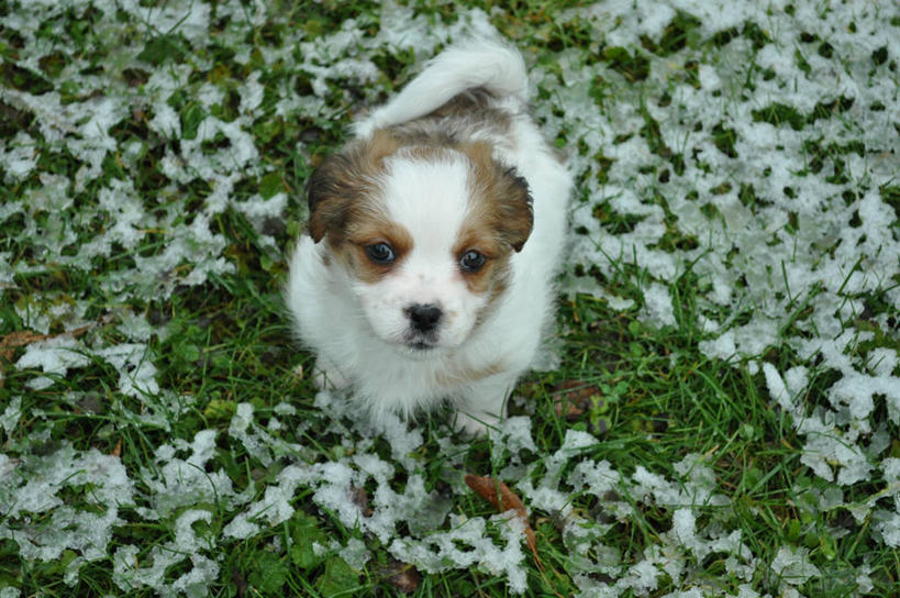 无人,横图,俯视,室外,白天,雪,宠物,狗,加拿大,小的,冰,冬天,小狗,草,动物,家畜,寒冷,摄影,彩图,高角度拍摄,好奇心,哈叭狗