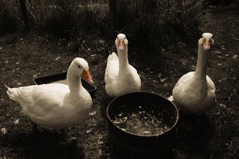 无人,横图,室外,白天,鹅,英国,三只,鸟类,首都,伦敦城,碗,家畜,摄影,牲畜,彩图