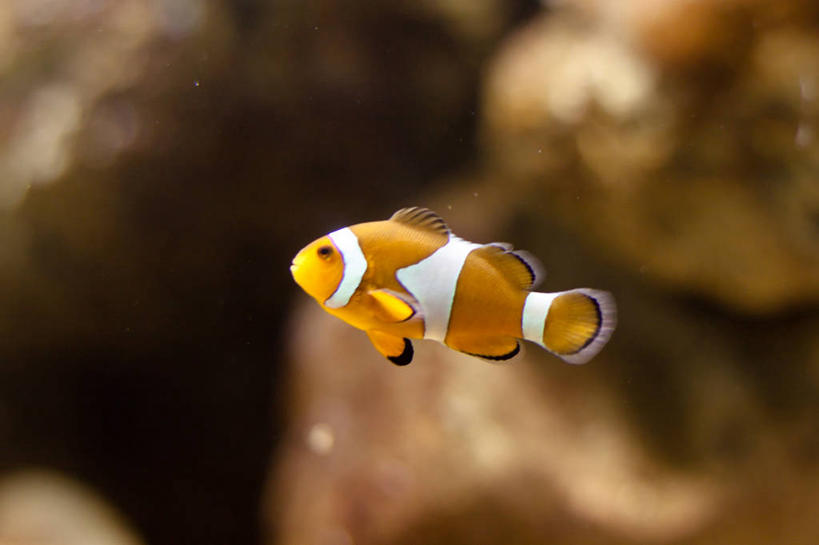 游泳,无人,横图,特写,水下,菲律宾,首都,鱼类,摄影,海葵鱼,马尼拉,彩图