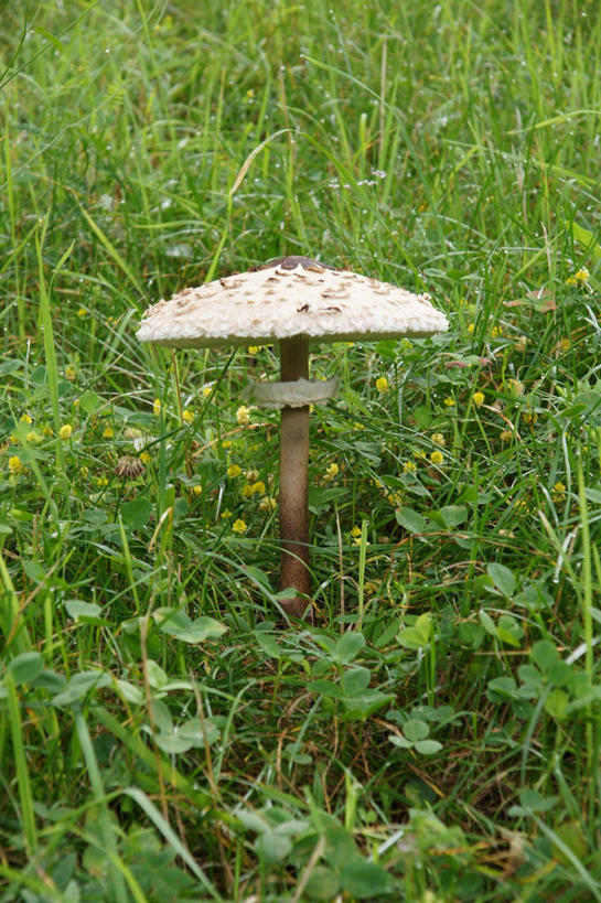 无人,竖图,室外,白天,寂寞,法国,田地,蘑菇,草,一个,自然,摄影,生长,单个,彩图