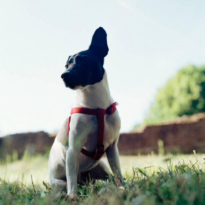 无人,坐,方图,室外,白天,宠物,狗,德国,欧洲,草,家畜,摄影,部分,西欧,机敏,德意志联邦共和国,巴登.符腾堡,巴登.符腾堡州,巴符州,彩图