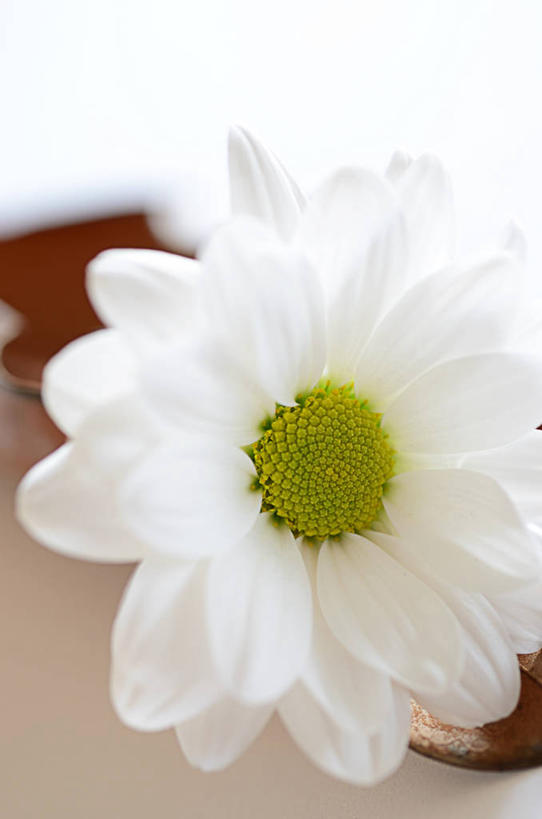 无人,竖图,室内,特写,白天,意大利,盛开,花蕾,雏菊,花,花瓣,花朵,鲜花,一朵,绿色,白色,花苞,花蕊,摄影,脆弱,清新,花粉,米兰,彩图