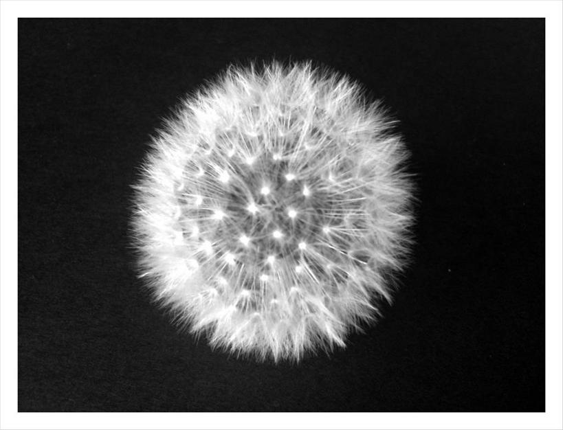 无人,横图,黑白,特写,蒲公英,英国,黑色背景,花,一个,摄影,单个,脆弱,清新,影棚拍摄