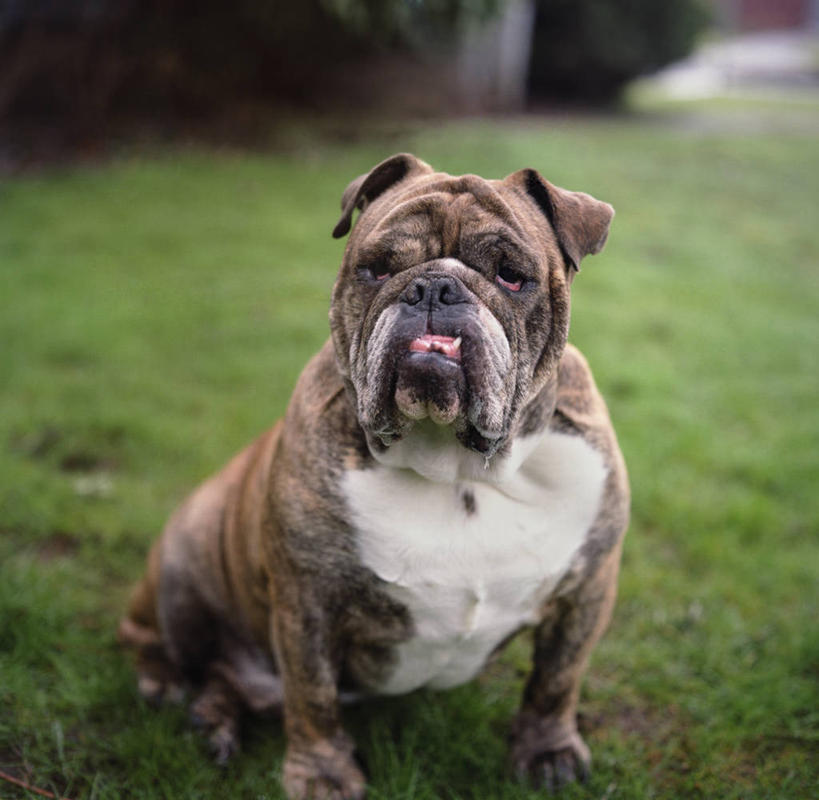 无人,横图,室外,白天,草坪,宠物,狗,美国,斗牛犬,草,家畜,摄影,肖像,俄勒冈州,彩图