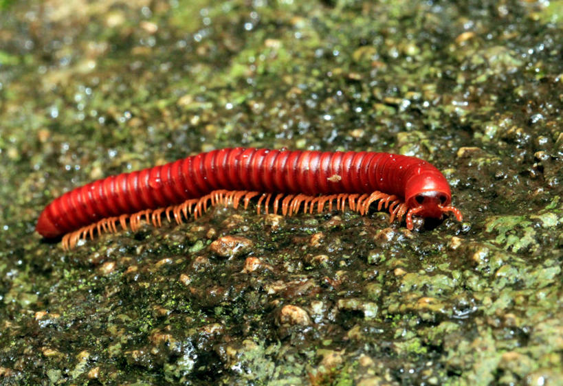 无人,横图,室外,特写,白天,野生动物,印度,红色,摄影,千足虫,卡纳塔克邦,班加罗尔,岩石,彩图